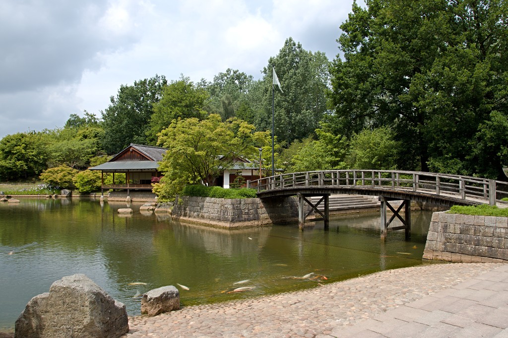 Japanse tuin belgie hasselt koivissen gele Iris ensata koi Cyprinus carpio lente bloesem kersenbloesem voorjaar